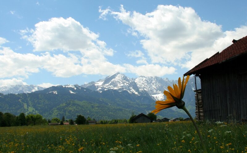 Yellow Flower in Field — Green