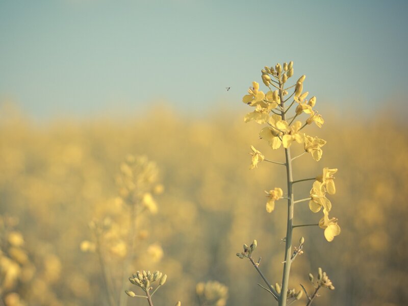 Yellow Flower in Field — Serene, Afternoon, Photograph, Sky, Bee