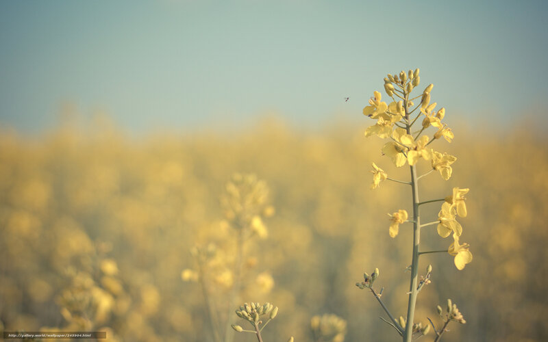 Yellow Flower in Field — Serene, Afternoon, Photograph, Sky