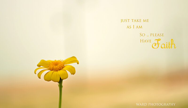 Yellow Flower in Field — Serene, Afternoon