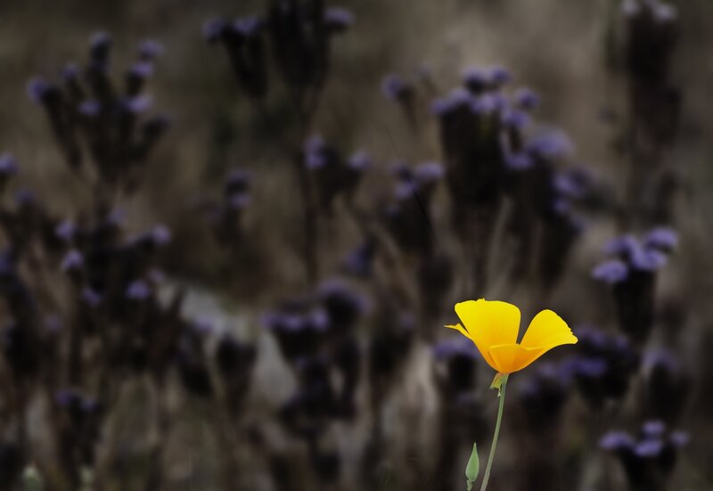 Yellow Flower in Field — Serene, Photograph, Purple Flowers