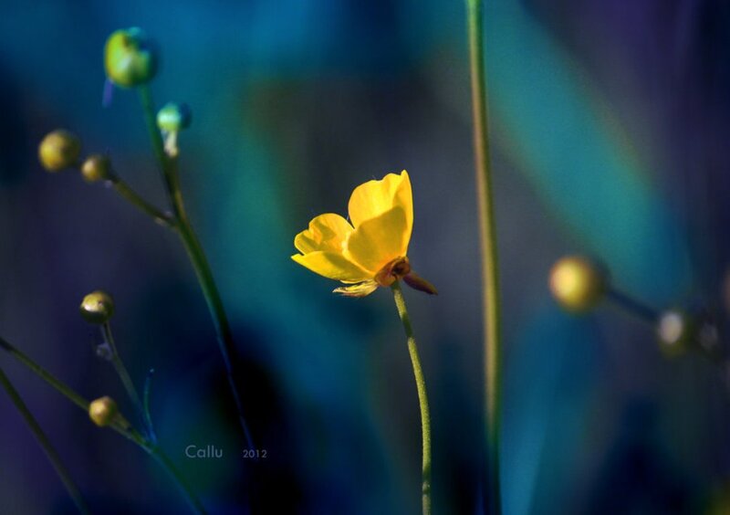 Yellow Flower in Field — Serene, Photograph