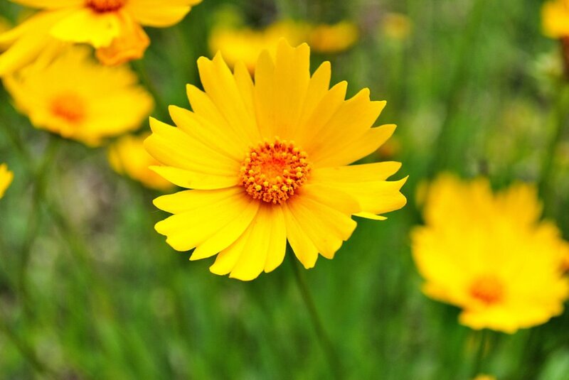 Yellow Flower in Field — Serene, Summer