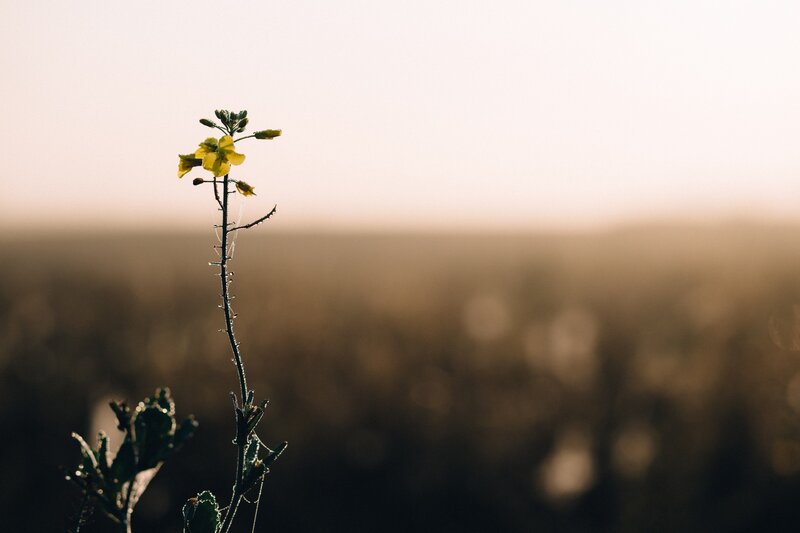 Yellow Flower in Field — Serene, Sunset