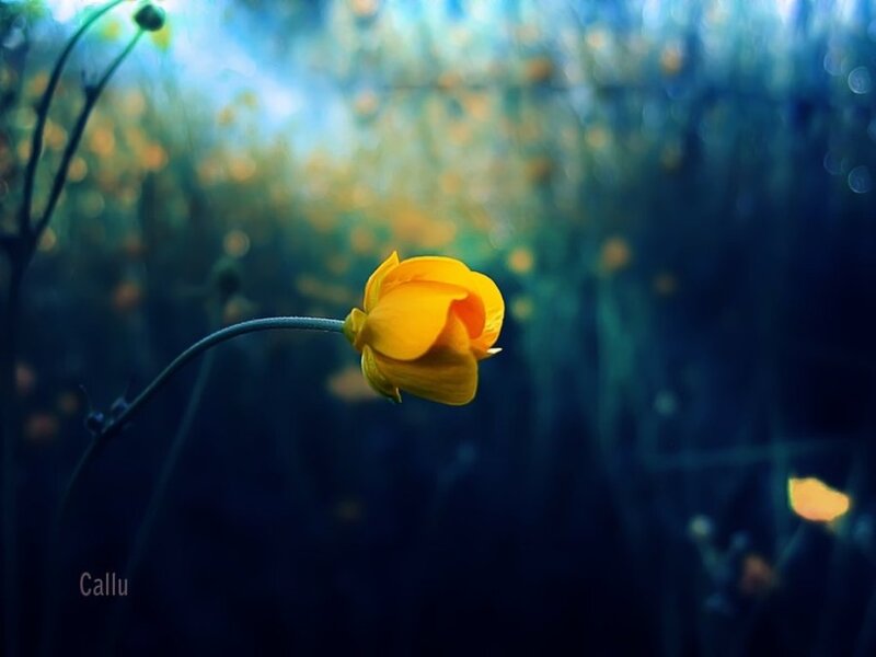 Yellow Flower in Field — Serene