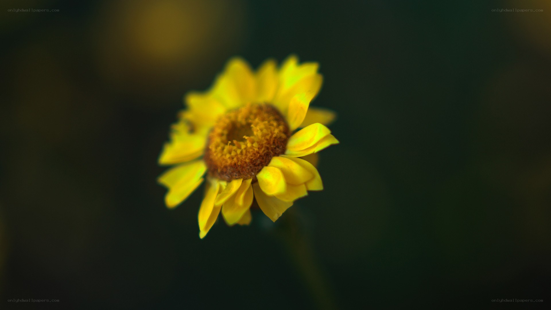 yellow flower in focus