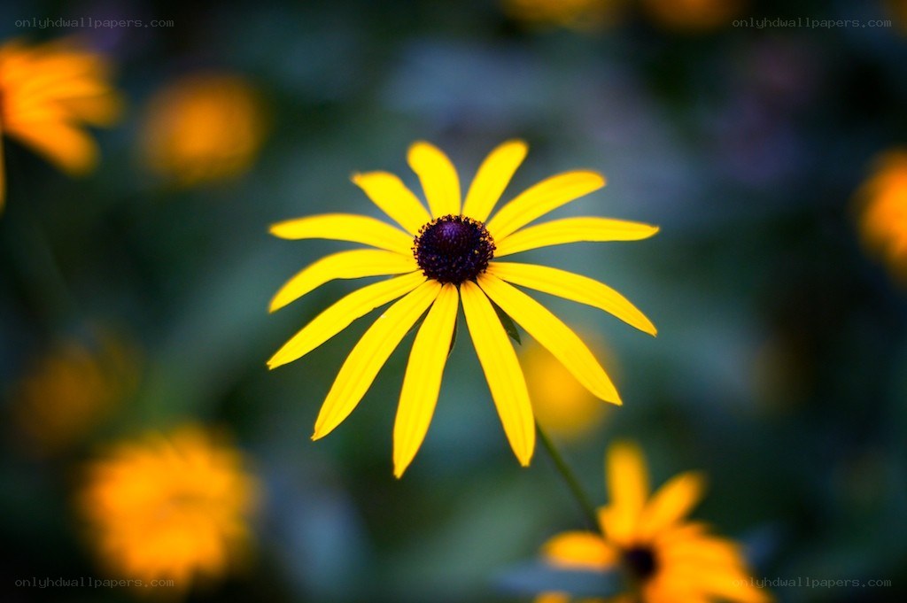 yellow flower in focus