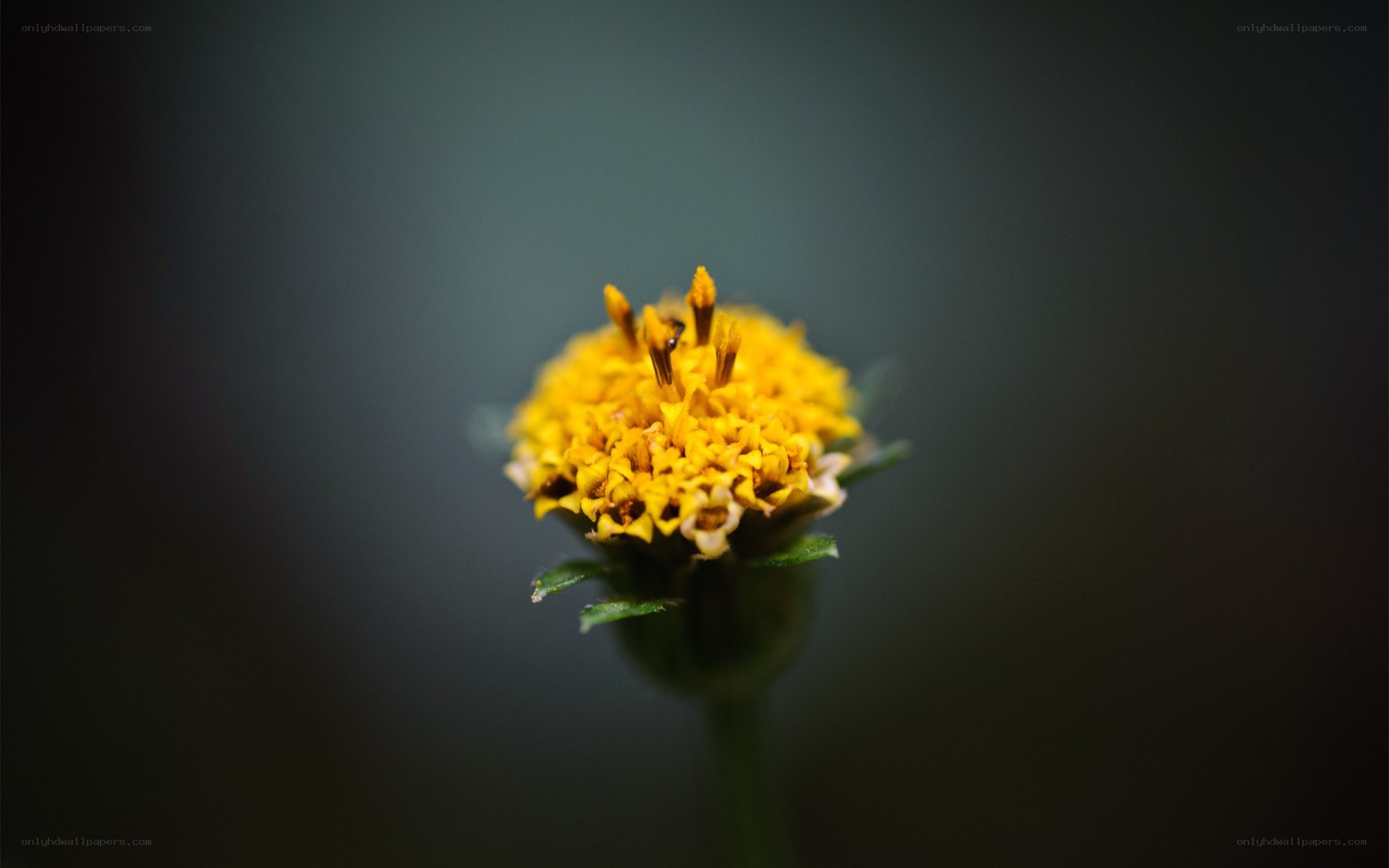 yellow flower in focus