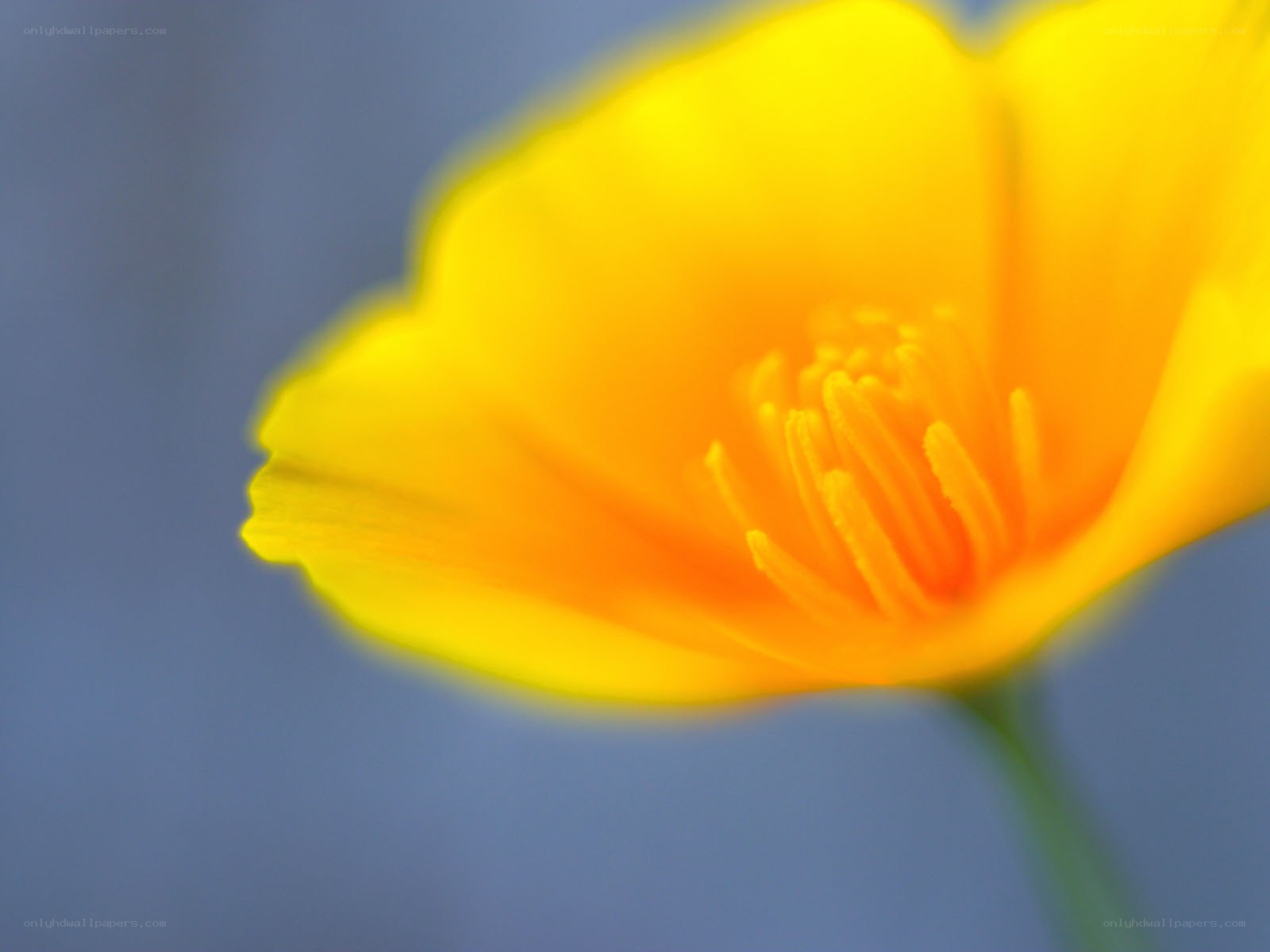 Yellow flower in focus