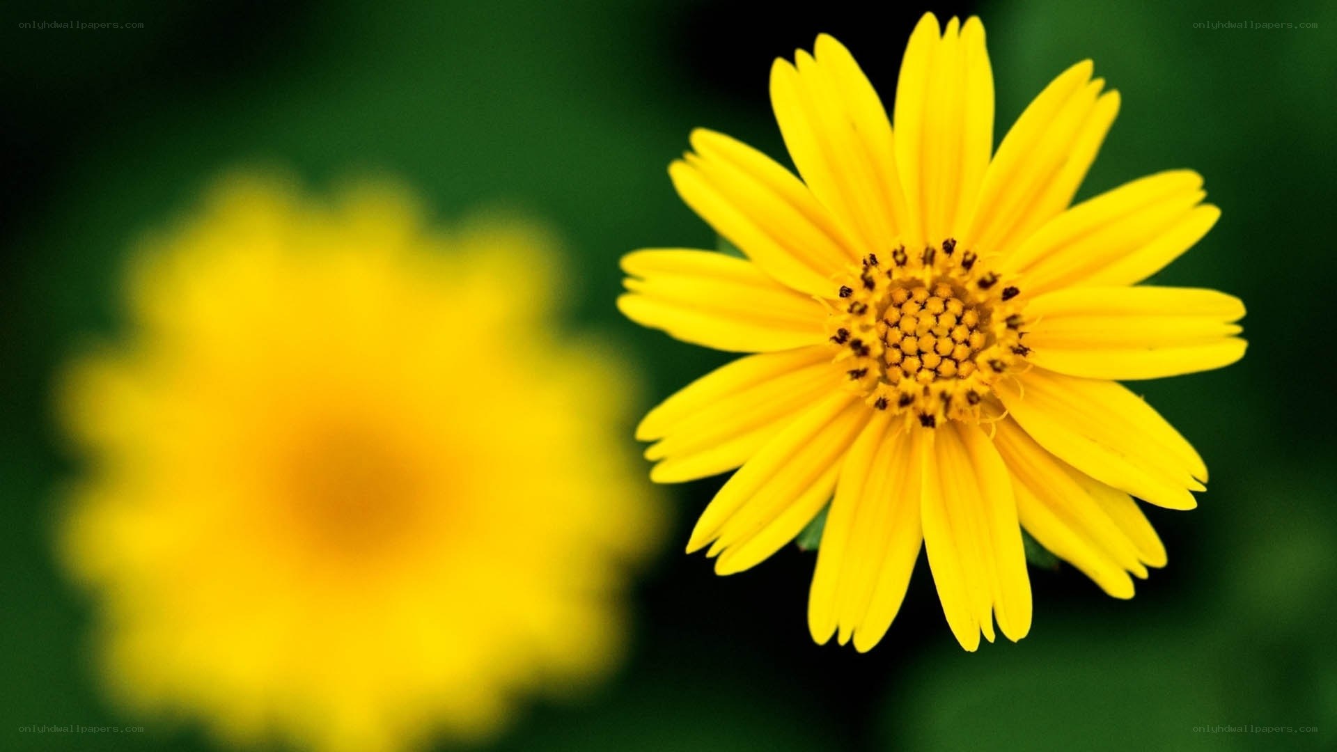 Yellow flower in focus