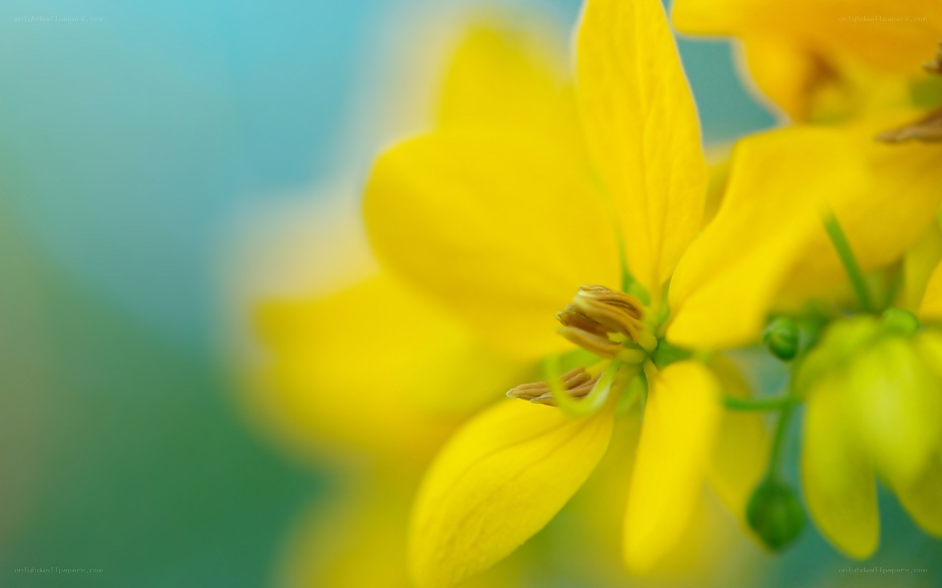 yellow flower in focus