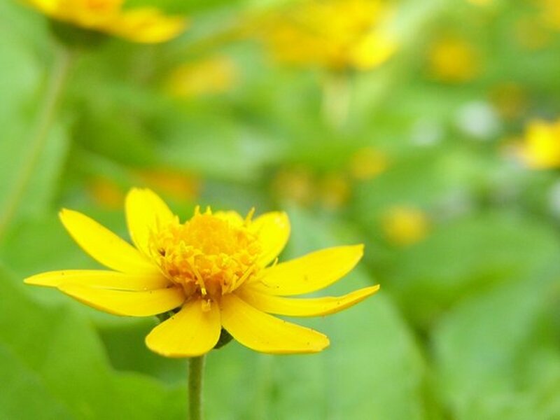 Yellow Flower in Focus — Calm, Afternoon