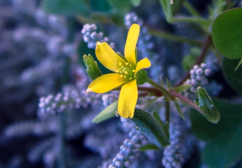 Yellow Flower in Focus — Calm, Photograph, Green Leaves