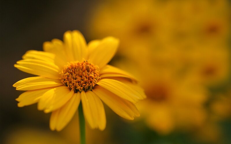 Yellow Flower in Focus — Calm, Photograph, Stem, Background
