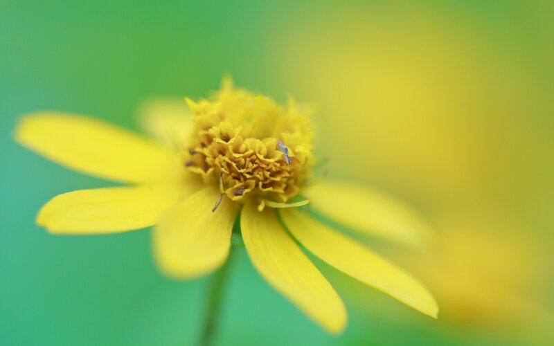 Yellow Flower in Focus — Calm, Photograph