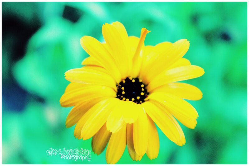 Yellow Flower in Focus — Calm
