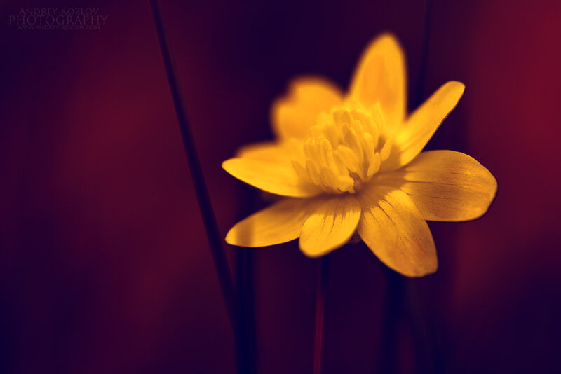 Yellow Flower in Focus — Dramatic