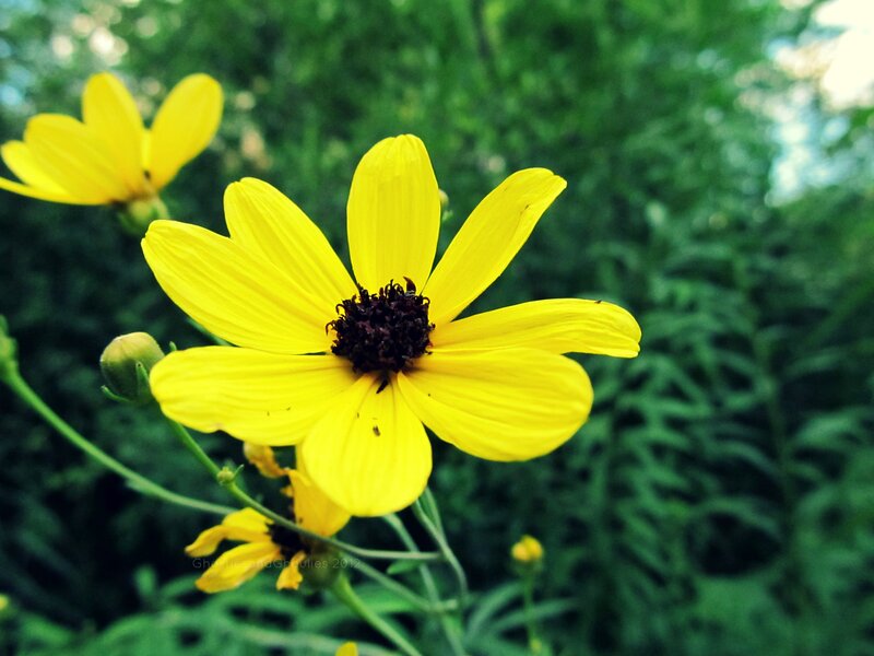 Yellow Flower in Focus — Natural, Afternoon