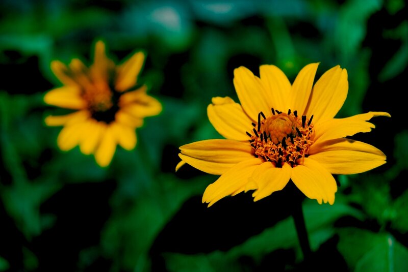 Yellow Flower in Focus — Natural