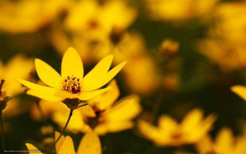 Yellow Flower in Focus — Serene, Afternoon, Photograph, Petals