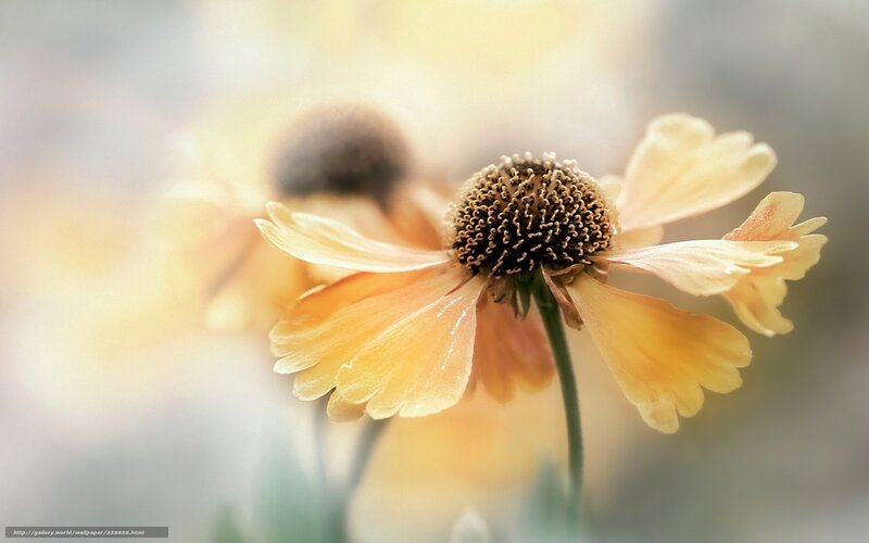 Yellow Flower in Focus — Serene, Afternoon, Photograph, Stem, Blurry Background