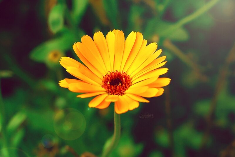Yellow Flower in Focus — Serene, Afternoon