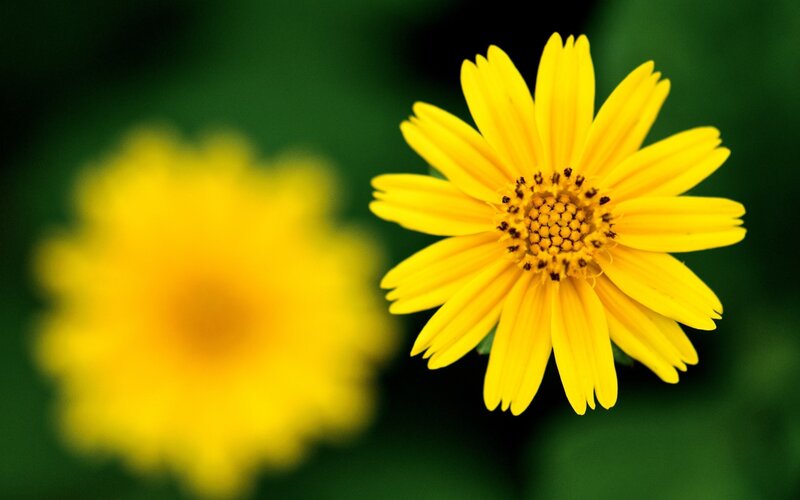 Yellow Flower in Focus — Serene, Photograph, Green Background