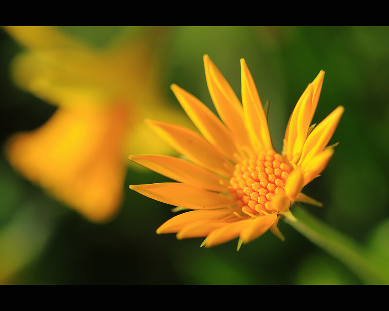 Yellow Flower in Focus — Serene, Photograph, Green Leaves