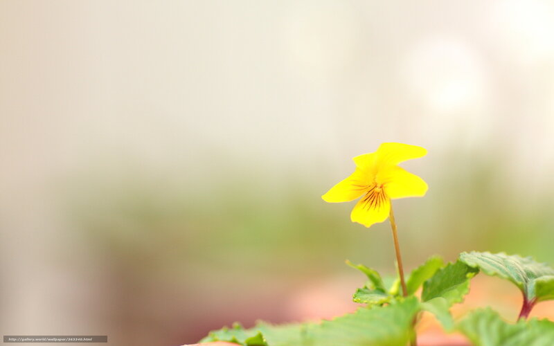 Yellow Flower in Focus — Serene, Photograph, Leaf