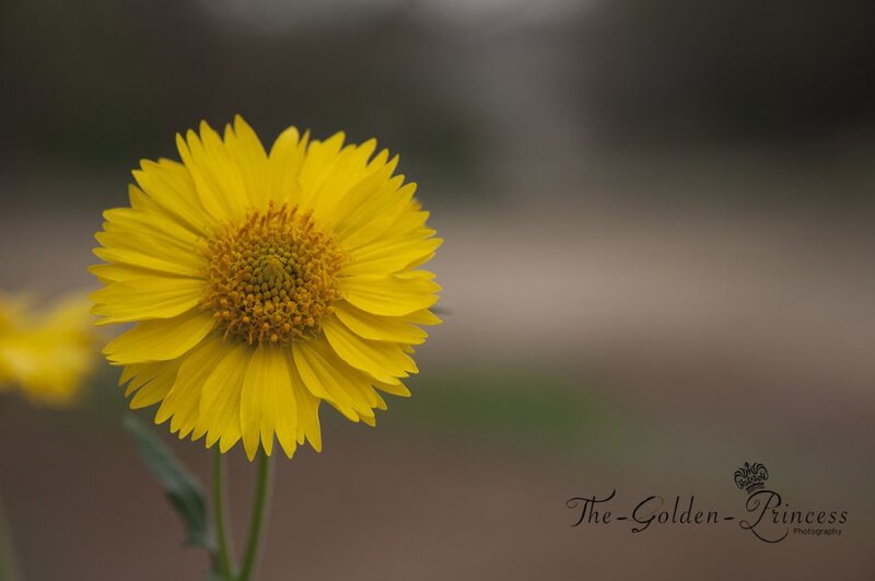 Yellow Flower in Focus — Serene, Photograph, Stem, Blurry Background