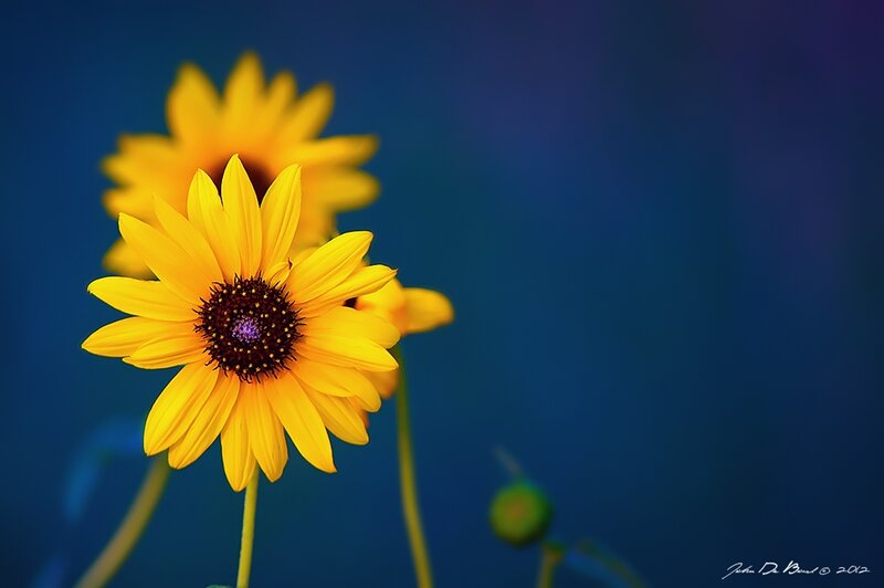 Yellow Flower in Focus — Serene, Photograph, Stem