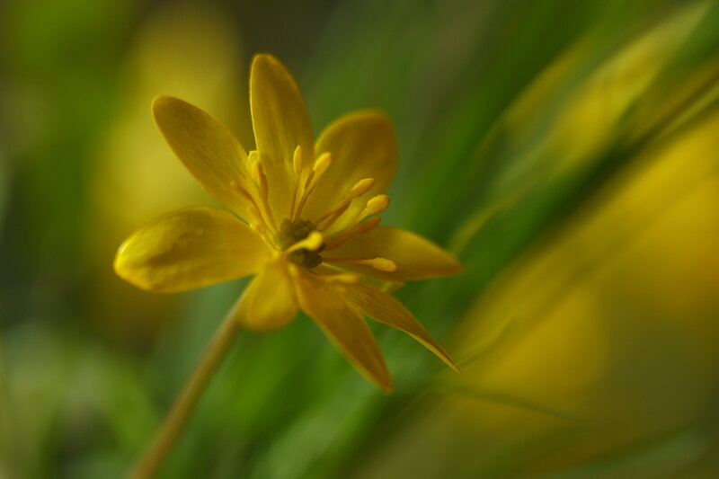 Yellow Flower in Focus — Serene, Photograph