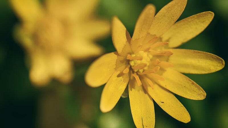 Yellow Flower in Focus — Serene, Spring, Photograph