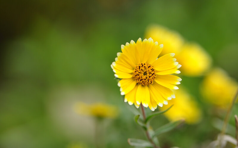 Yellow Flower in Focus — Serene, Spring