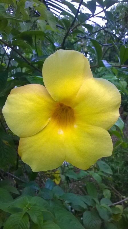 Yellow Flower in Foliage — Natural