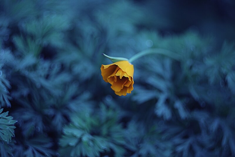 Yellow Flower in Foliage — Serene
