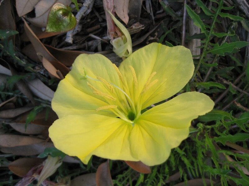 yellow flower in foliage