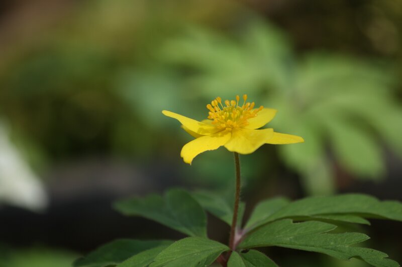 Yellow flower in forest