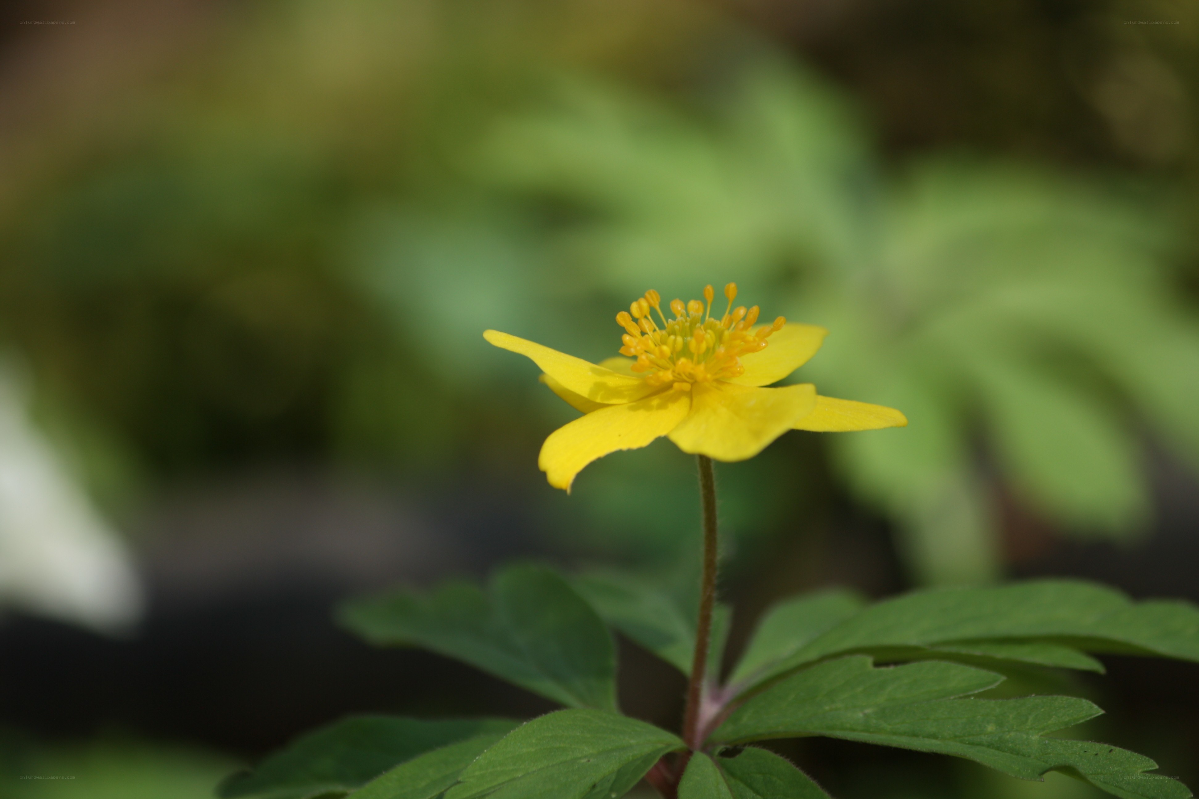 Yellow flower in forest