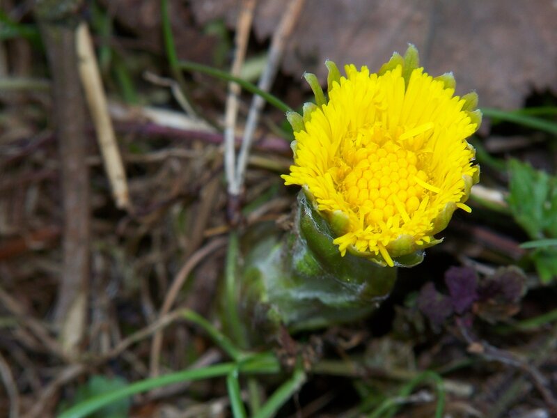 yellow flower in forest