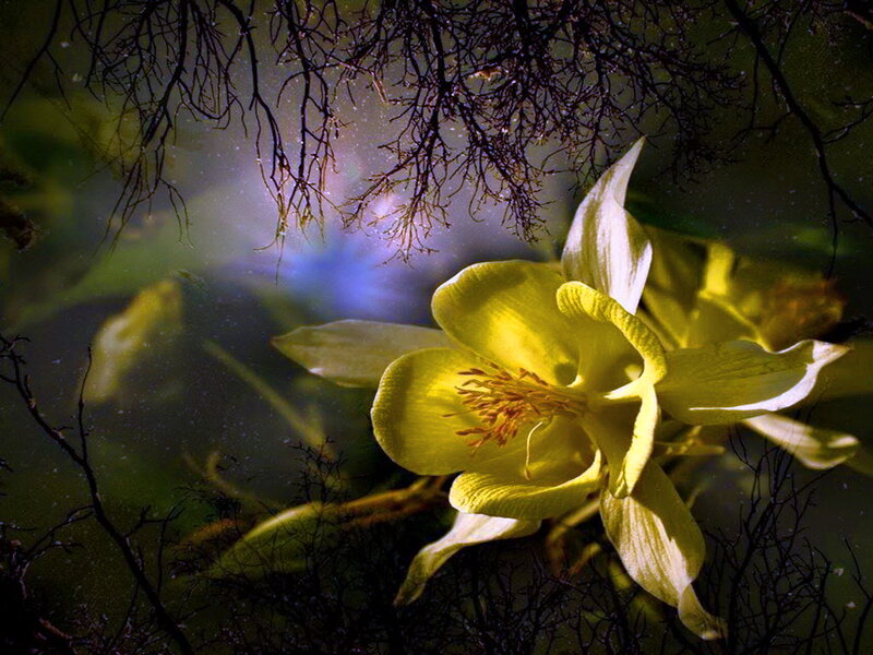 Yellow Flower in Forest — Dramatic