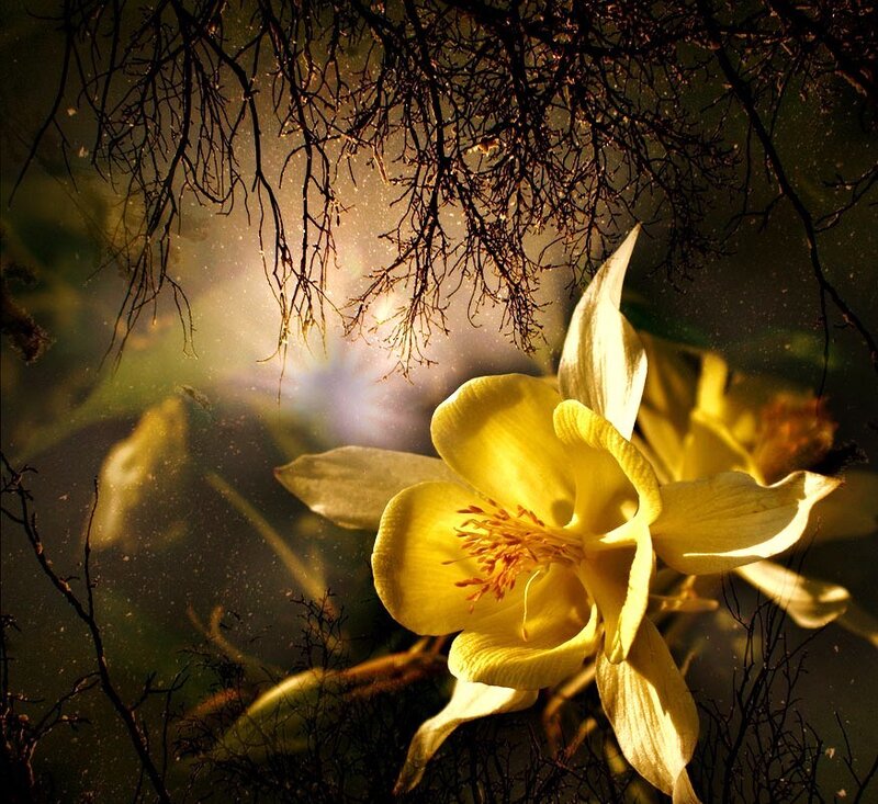 yellow flower in forest light