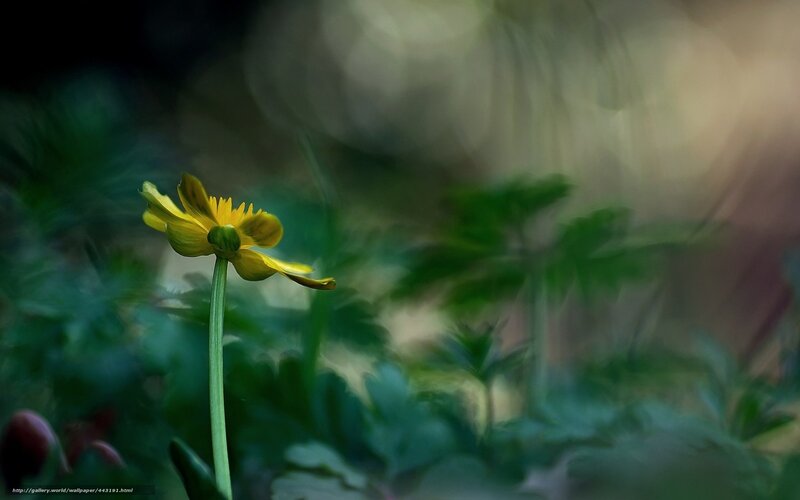 Yellow Flower in Forest — Serene, Photograph, Stem