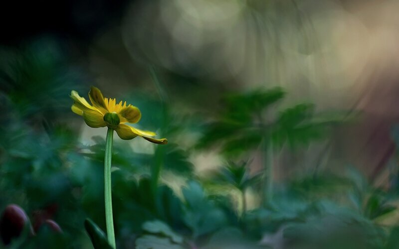 Yellow Flower in Forest — Serene, Photograph