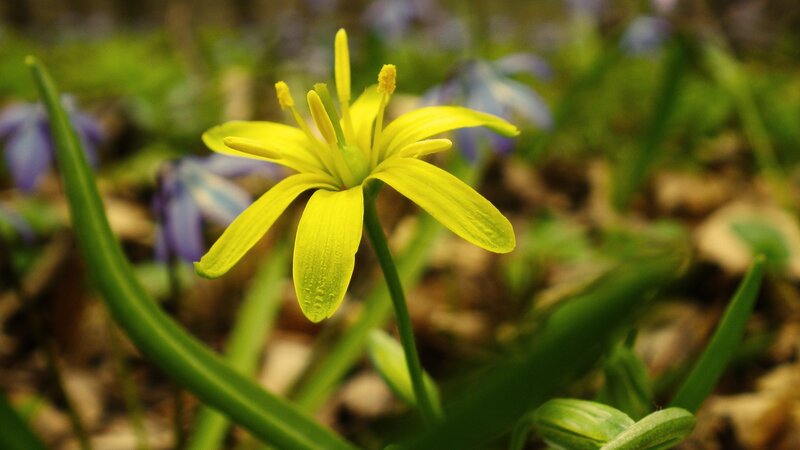 Yellow Flower in Forest — Serene, Spring