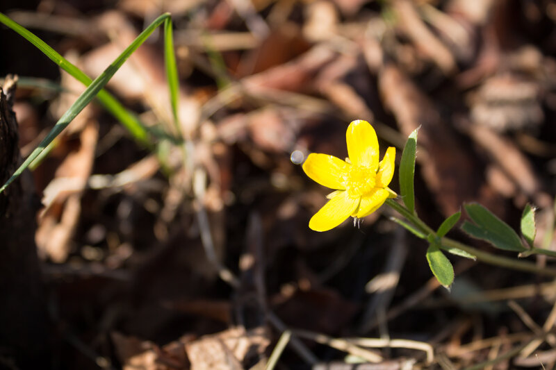 Yellow Flower in Forest — Serene