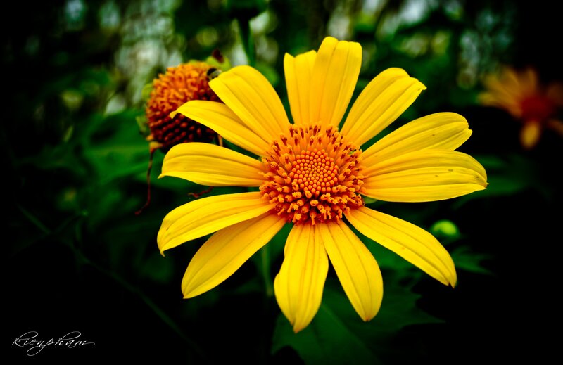 Yellow flower in garden