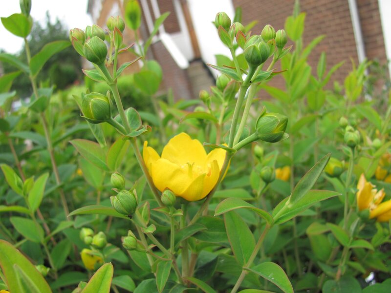 yellow flower in garden