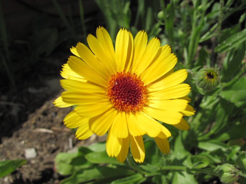 yellow flower in garden