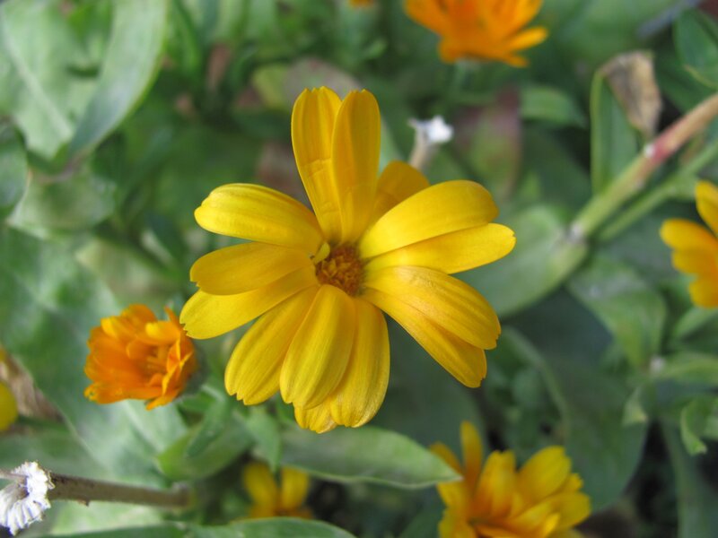 yellow flower in garden